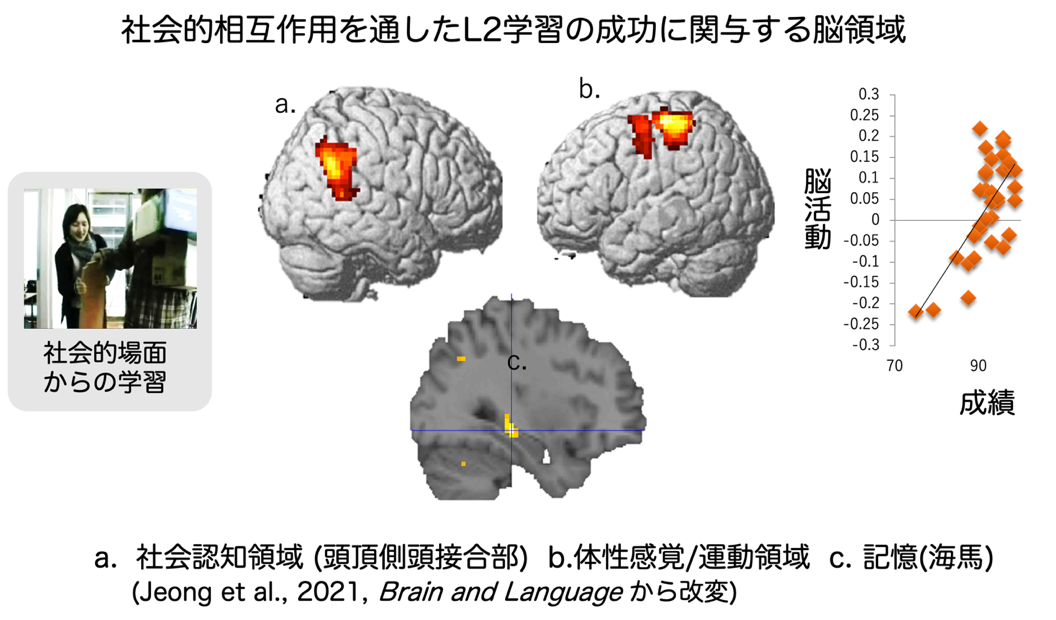 社会的相互作用を通したL2学習の成功に関与する脳領域の図